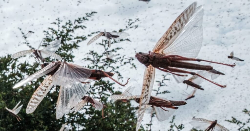 Locust swarm invades Ukraine