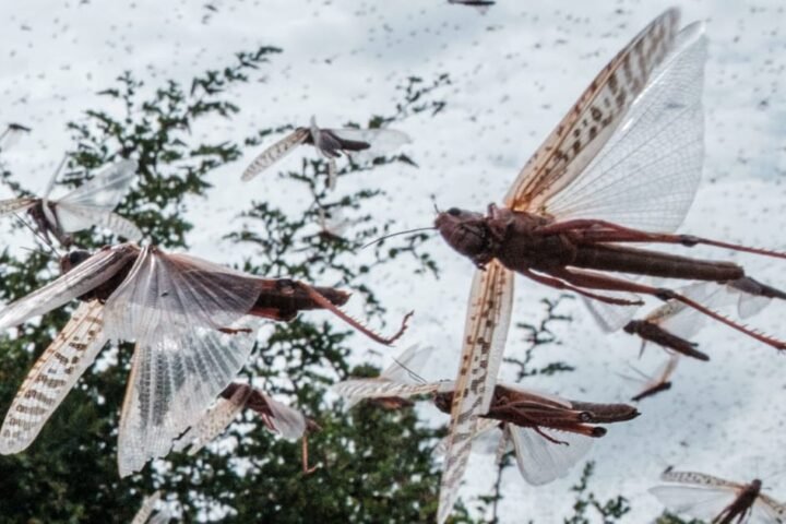 Locust swarm invades Ukraine
