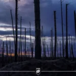 Occupants test Ukraine's defenses in Serebryansky forest