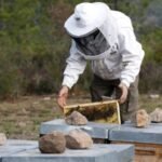 Belgium invests millions to combat Asian hornet threat to bees and biodiversity
