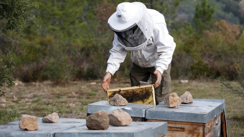 Belgium invests millions to combat Asian hornet threat to bees and biodiversity