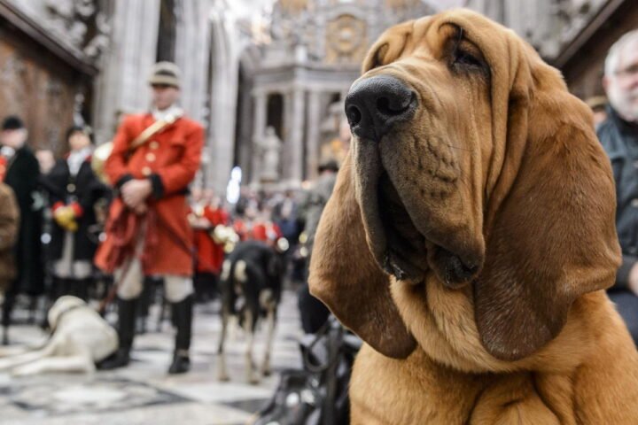 Bloodhounds: Belgium's renowned scent-tracking dogs remain essential in modern policing