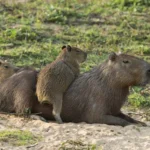 Capybara: the unique adaptation of South America's largest rodent in urban settings
