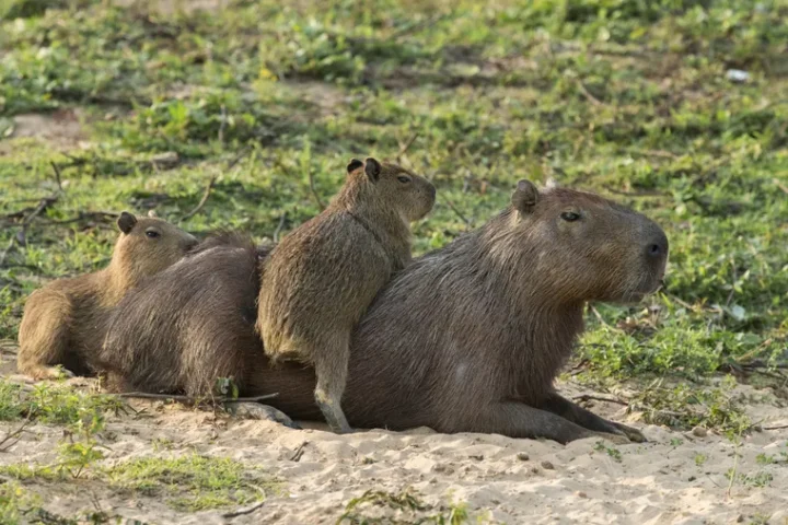 Capybara: the unique adaptation of South America's largest rodent in urban settings