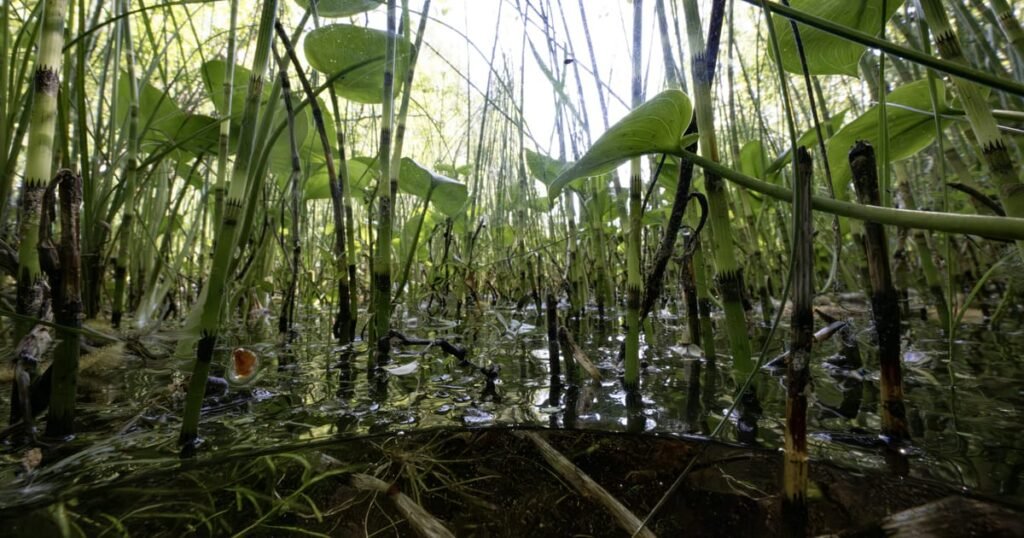 Estonia explores peatland restoration to enhance climate resilience and defense strategy