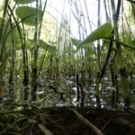 Estonia explores peatland restoration to enhance climate resilience and defense strategy