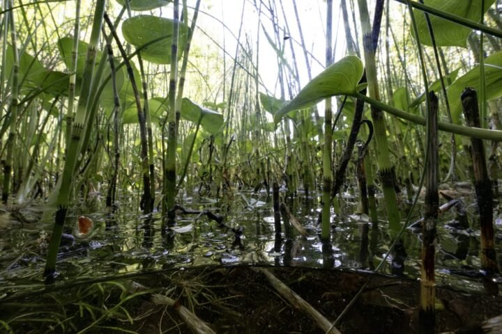Estonia explores peatland restoration to enhance climate resilience and defense strategy