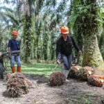 EU aims to conclude trade agreement with Indonesia by September amid ongoing challenges