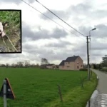 Firefighters in Mesen carry out fourth cow rescue in a week