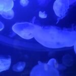 Jellyfish bloom impacts operations at French nuclear power plant