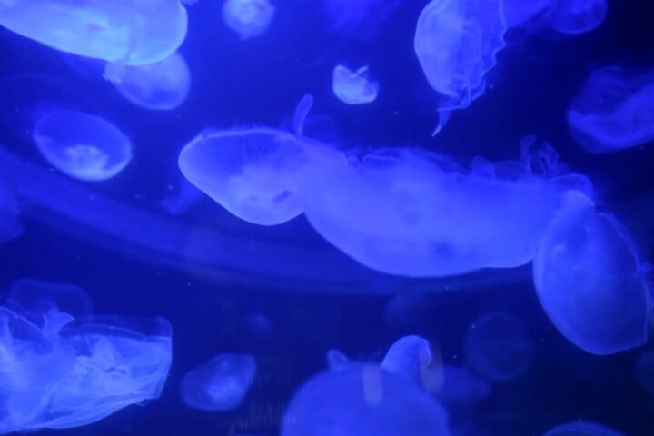 Jellyfish bloom impacts operations at French nuclear power plant