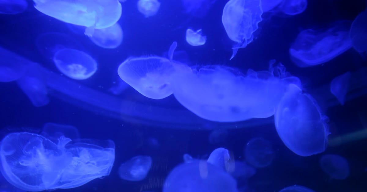Jellyfish bloom impacts operations at French nuclear power plant