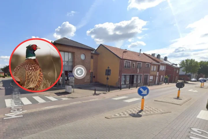 Lubbeek man penalized €8,000 for unauthorized release of 21 pheasants in Boutersem