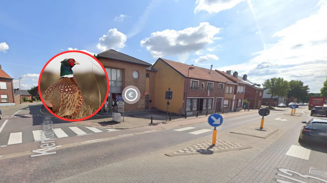 Lubbeek man penalized €8,000 for unauthorized release of 21 pheasants in Boutersem