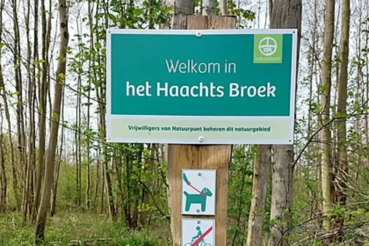 Natuurpunt Haacht to remove American oaks to restore native biodiversity in nature reserve