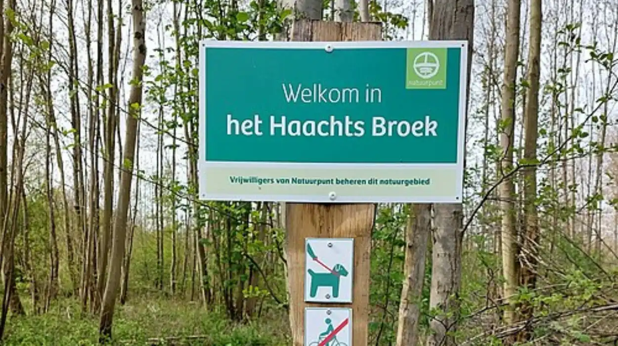 Natuurpunt Haacht to remove American oaks to restore native biodiversity in nature reserve