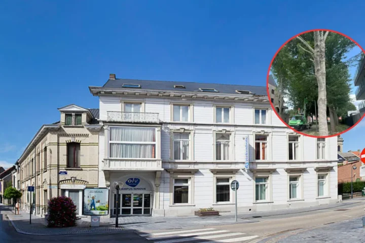 Ninove debates tree pruning as locals voice concerns over silver maples