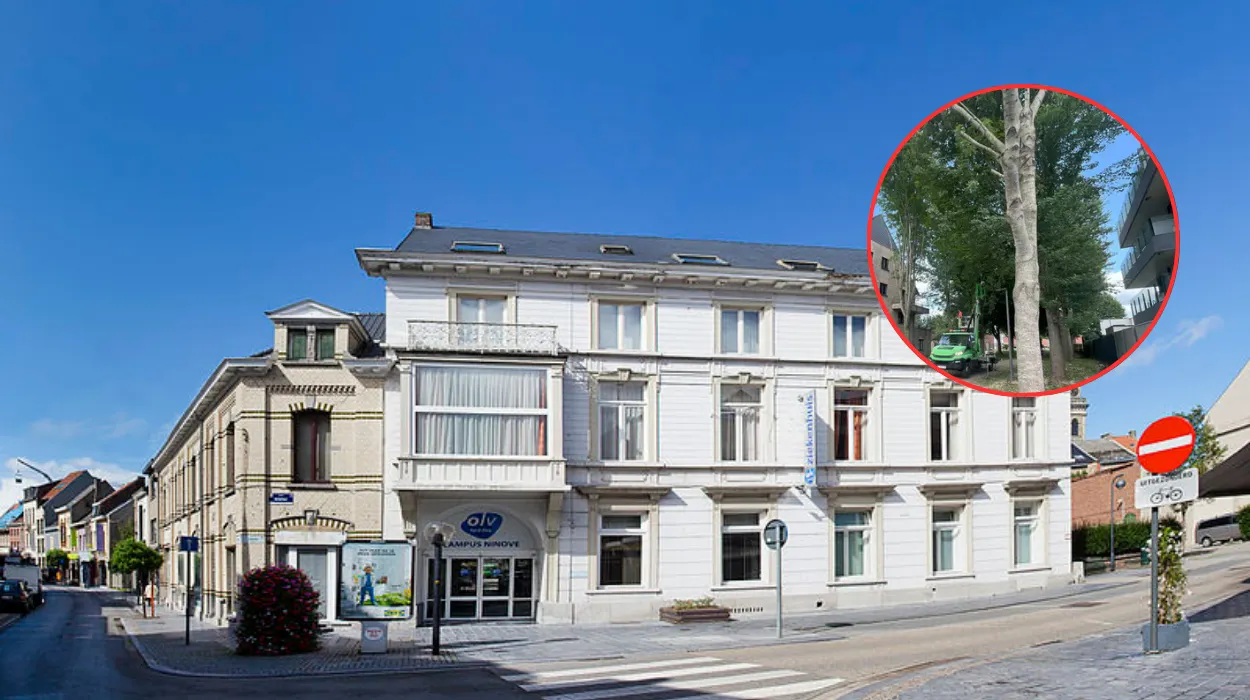 Ninove debates tree pruning as locals voice concerns over silver maples