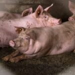 Polish farm minister defends farmers amid legal challenges over agricultural practices