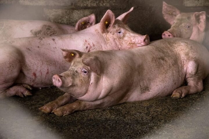 Polish farm minister defends farmers amid legal challenges over agricultural practices