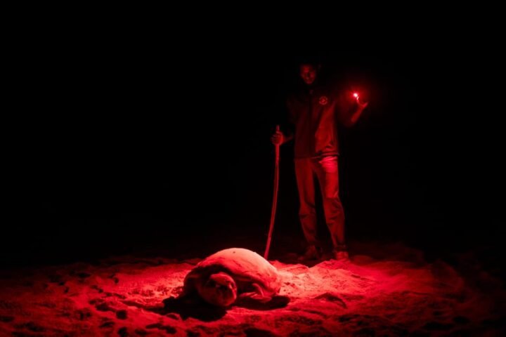 Sand shortage exacerbates turtle crisis in Cape Verde amid European influence
