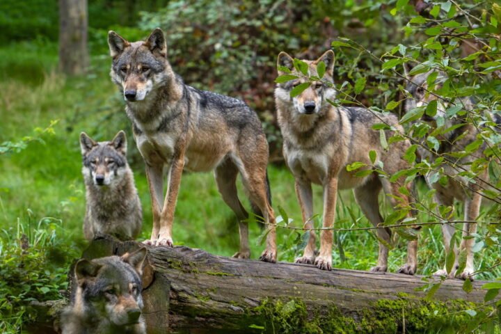 Should we learn to coexist with returning wolves in Belgium?