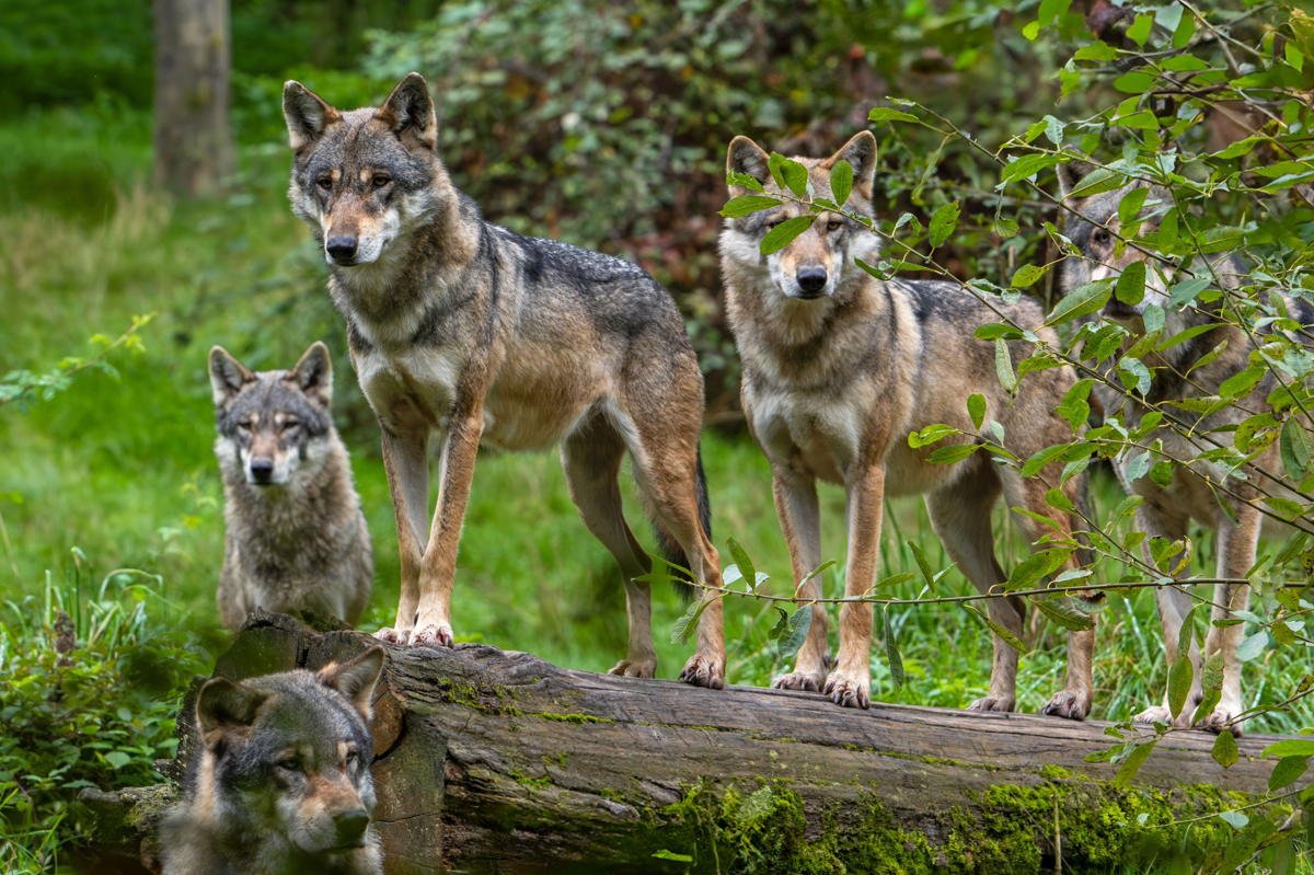 Should we learn to coexist with returning wolves in Belgium?