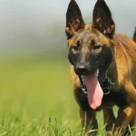 The evolution of the Belgian Malinois: from farming roots to global working dog