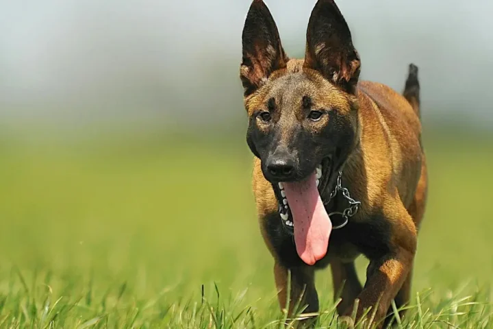 The evolution of the Belgian Malinois: from farming roots to global working dog