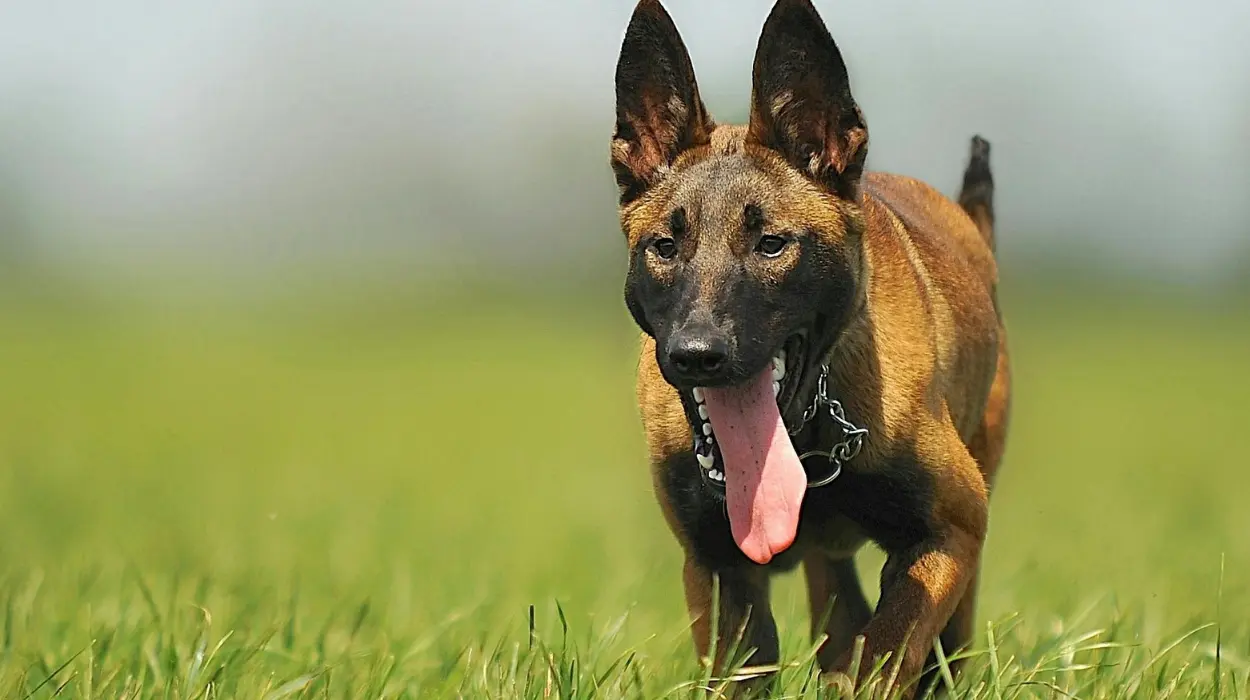 The evolution of the Belgian Malinois: from farming roots to global working dog
