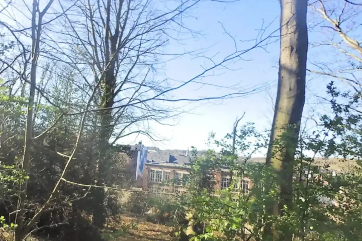 Tree collapse at Annendael healthcare campus in Diest prompts safety inspections