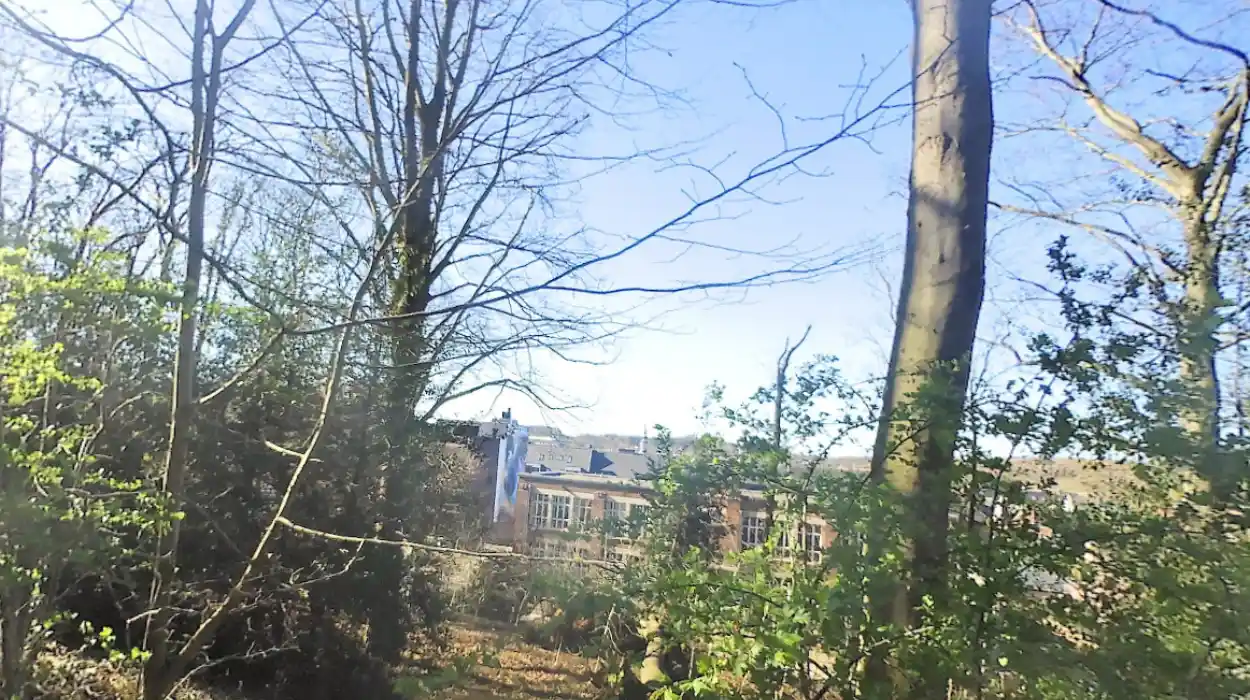 Tree collapse at Annendael healthcare campus in Diest prompts safety inspections