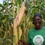 UN's Great Green Wall project aims to combat climate change effects in the Sahel region
