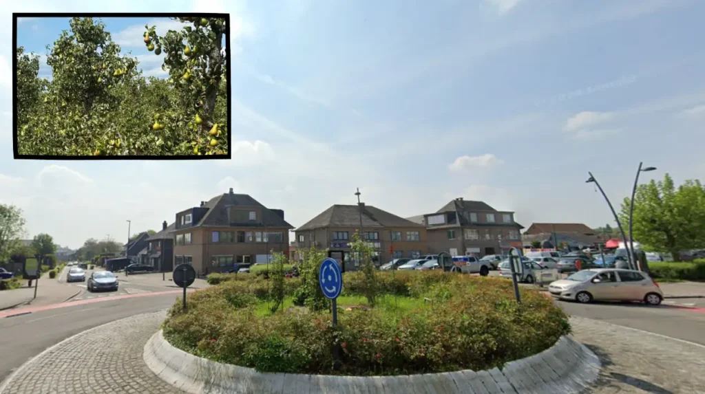 Waste Warriors aim to harvest 70,000 kilograms of pears in Vlezenbeek for juice production