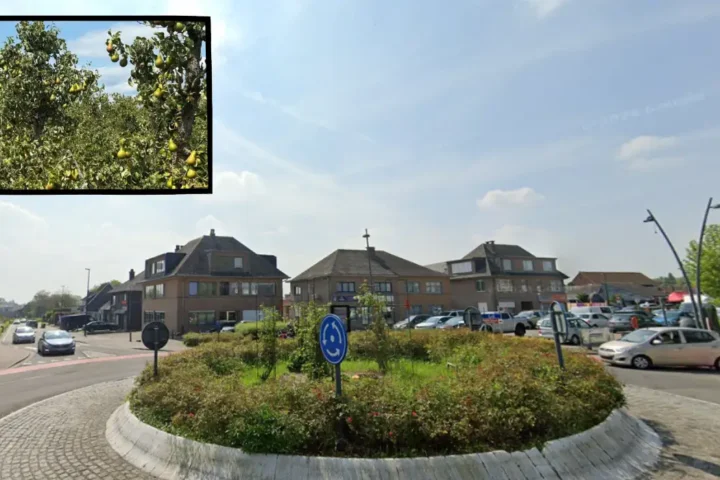 Waste Warriors aim to harvest 70,000 kilograms of pears in Vlezenbeek for juice production