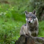 Wolf attacks on ponies in Limburg ignite debate over protective status for the species