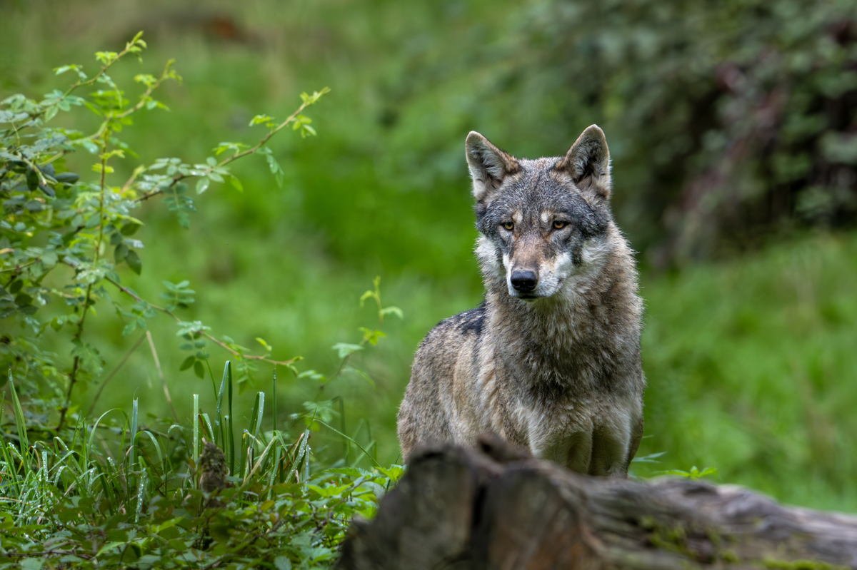 Wolf attacks on ponies in Limburg ignite debate over protective status for the species