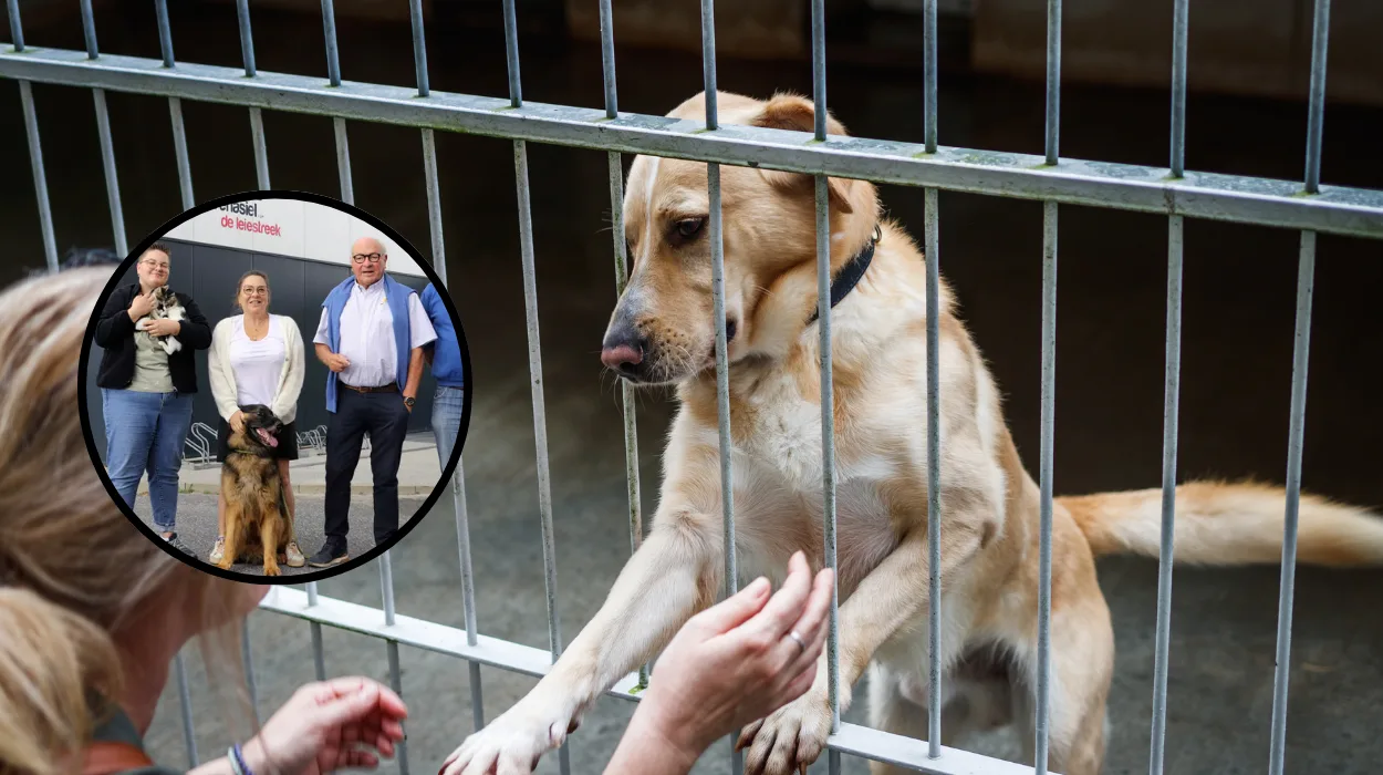 Zwevegem animal shelter to enhance facilities with €1.2 million veterinary clinic