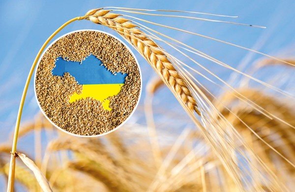 Ukrainian grain exports to Europe set to double despite war