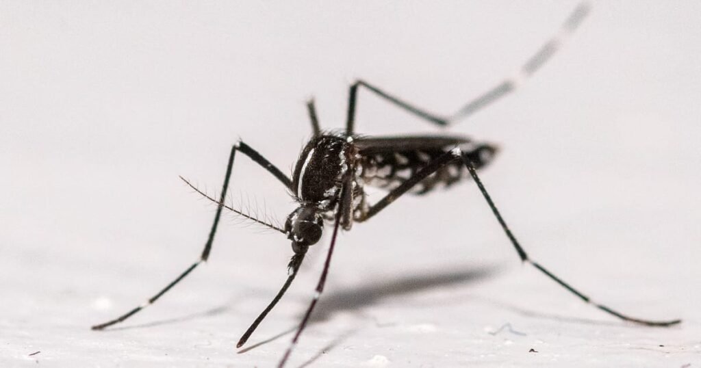 Chikungunya cases rise sharply in France with nearly 400 reported this summer