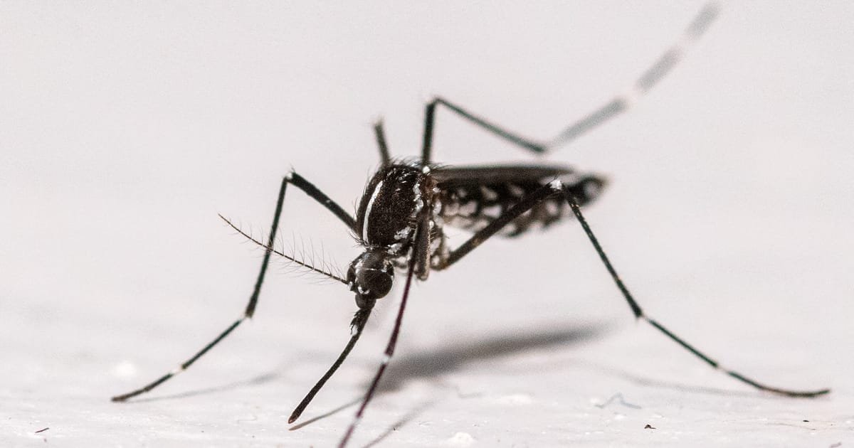Chikungunya cases rise sharply in France with nearly 400 reported this summer