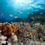 High Seas Treaty to become effective in January 2026 after ratification marks milestone