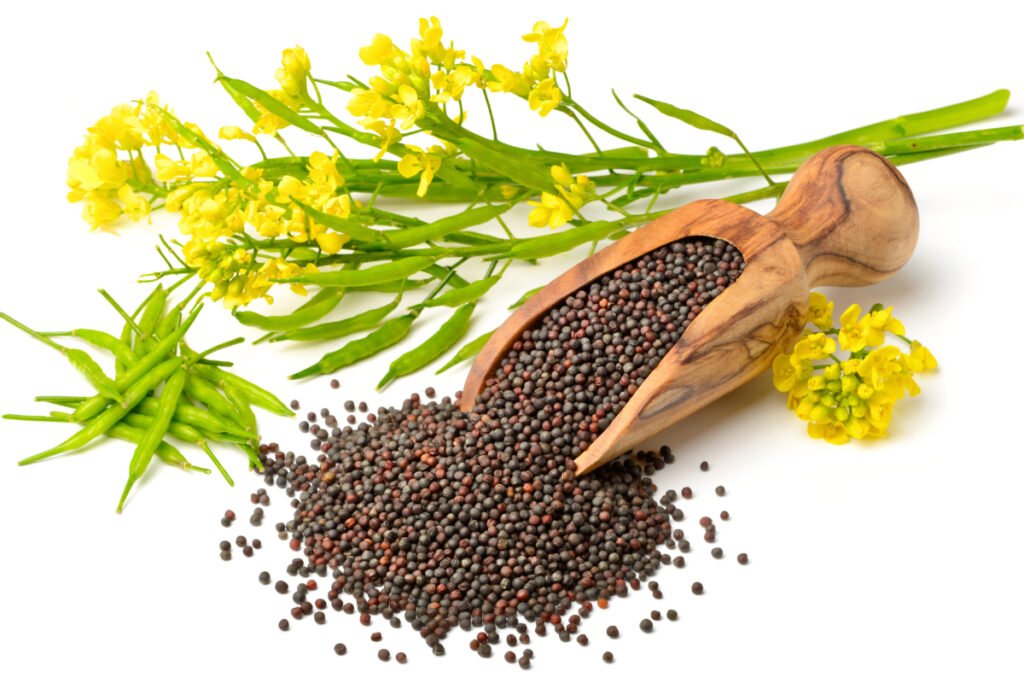 Ukraine regains leadership in rapeseed oil exports to EU