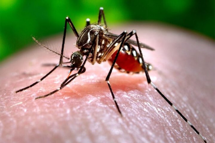 Dengue outbreak raises concerns in Panjgur as community criticizes healthcare response