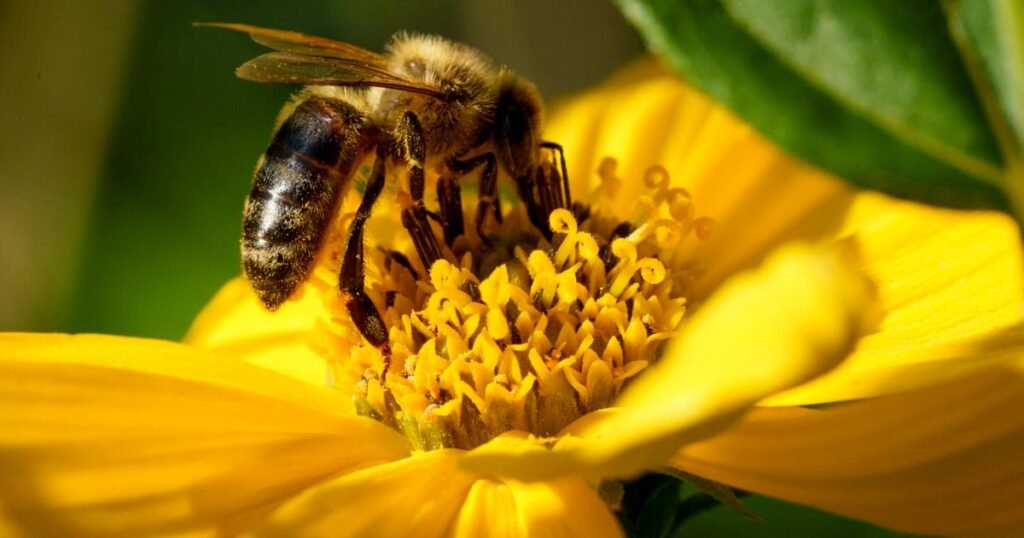 One in five wild bee species in Europe at risk of extinction, report warns