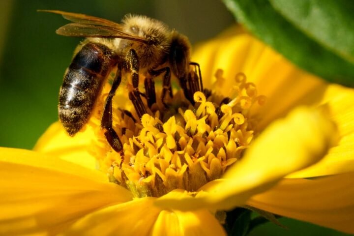 One in five wild bee species in Europe at risk of extinction, report warns