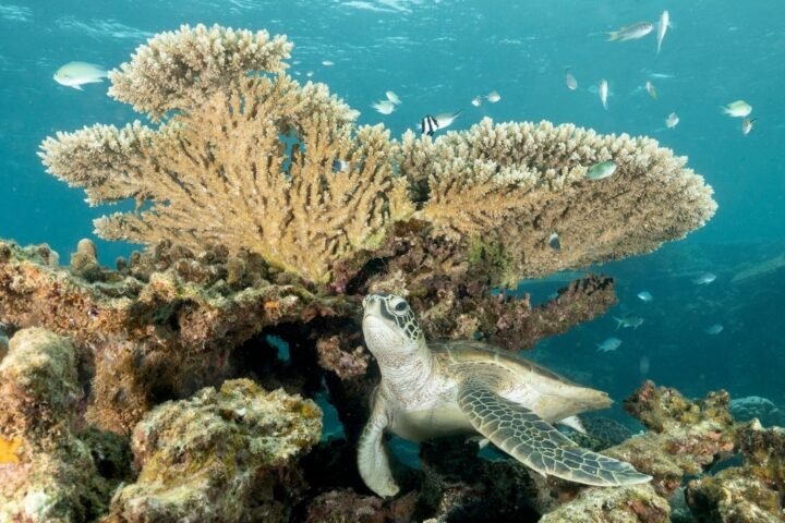 Research warns of irreversible coral reef die-offs as climate tipping points are approached