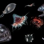 World Conservation Congress to vote on protecting mesopelagic ecosystems from industrial exploitation